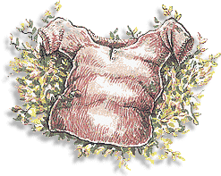 Vest - illustration by Rob Davies